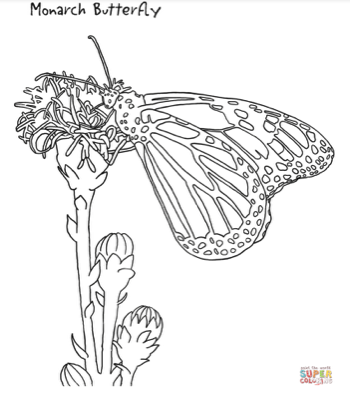 Monarch Coloring Page Graphic